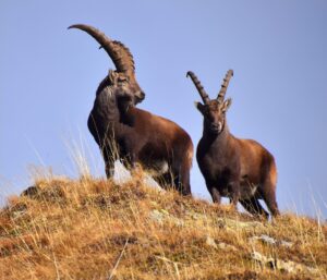 1bd39f89-6495-412f-b005-413cdf94449c